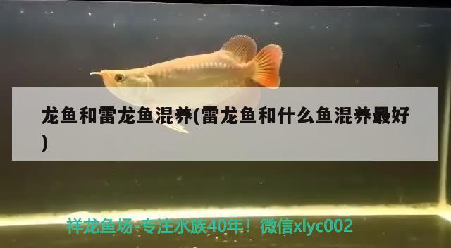 龍魚和雷龍魚混養(雷龍魚和什么魚混養最好)