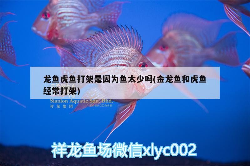 龍魚(yú)虎魚(yú)打架是因?yàn)轸~(yú)太少嗎(金龍魚(yú)和虎魚(yú)經(jīng)常打架)