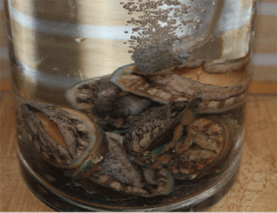 八里橋有賣魚缸的嗎多少錢：八里橋市場有賣魚缸的商家，價格相對較低，