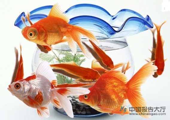 七秒品牌魚缸排名一覽表