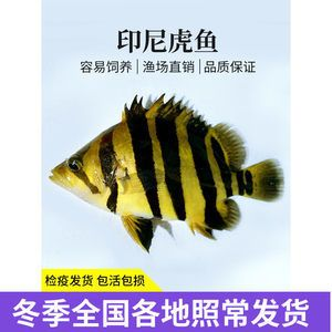 包肚虎魚多少錢：包肚虎魚多少錢一只