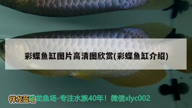 彩蝶魚缸圖片高清圖欣賞(彩蝶魚缸介紹)