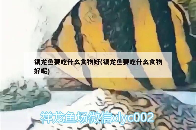 銀龍魚(yú)要吃什么食物好(銀龍魚(yú)要吃什么食物好呢)