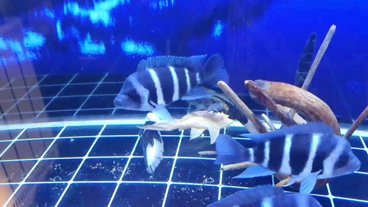 繼續干架中誰贏了誰是老大