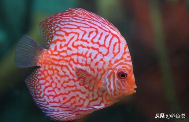 印尼虎魚鰭發白：印尼虎魚的魚鰭發白可能是多種因素引起的，可能是多種因素引起的