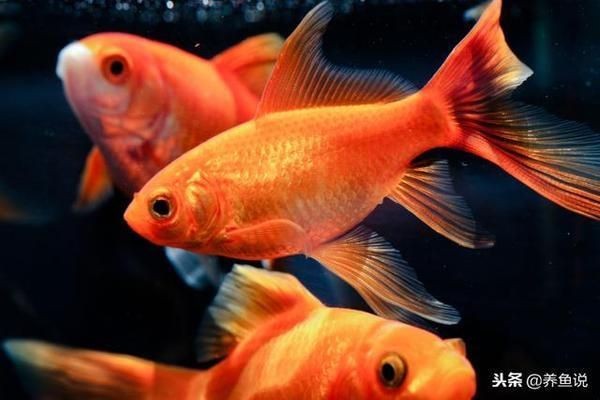 印尼虎魚鰭發白：印尼虎魚的魚鰭發白可能是多種因素引起的，可能是多種因素引起的