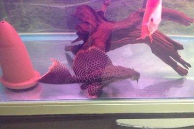 延平區(qū)游氏水族館（延平區(qū)游氏水族館地址）