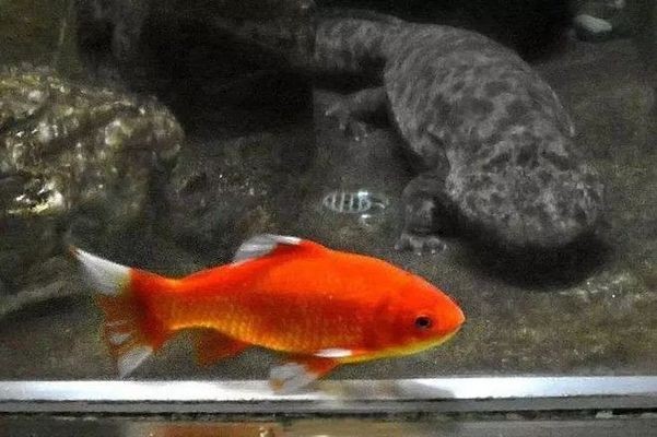 魚缸上面的水銹怎么去除（魚缸上面的水銹怎么去除掉）