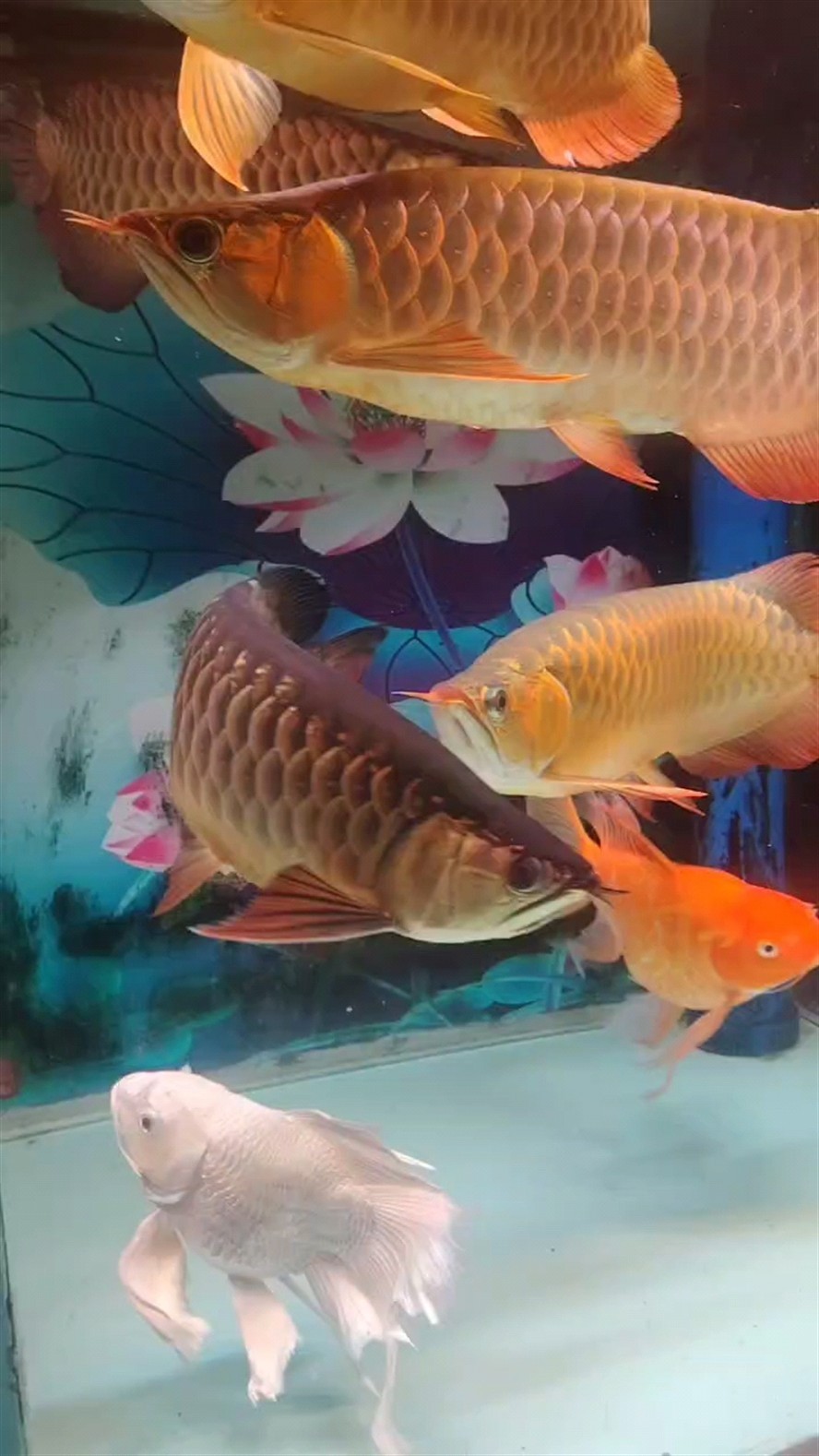 雙線側魚是冷水魚嗎