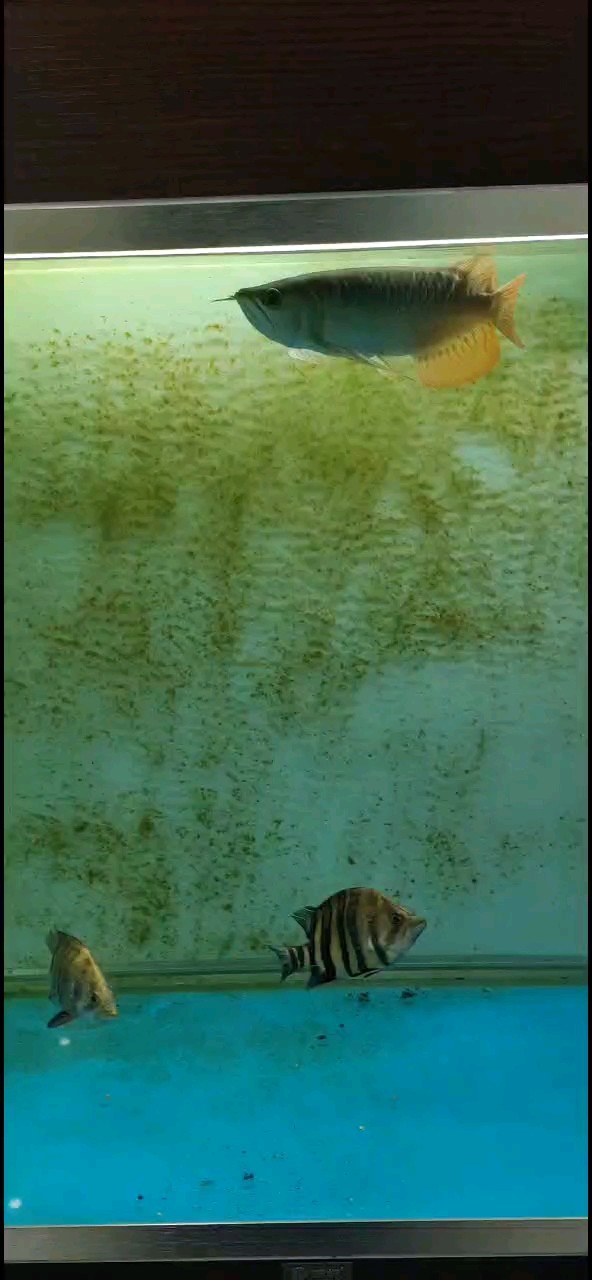 新魚到家。