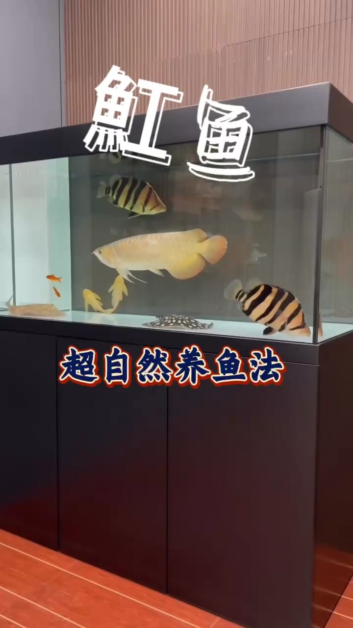 說說關于魟魚的事兒