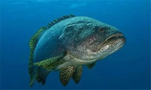 龍躉和石斑魚區(qū)別