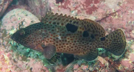 龍躉和石斑魚區(qū)別
