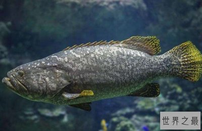 龍躉和石斑魚區(qū)別