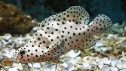 龍躉和石斑魚區(qū)別