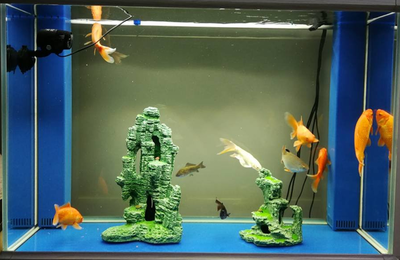 綠園區大自然花鳥魚商城承運水族坊（大自然花鳥魚商城(綠園區皓月大路店)）