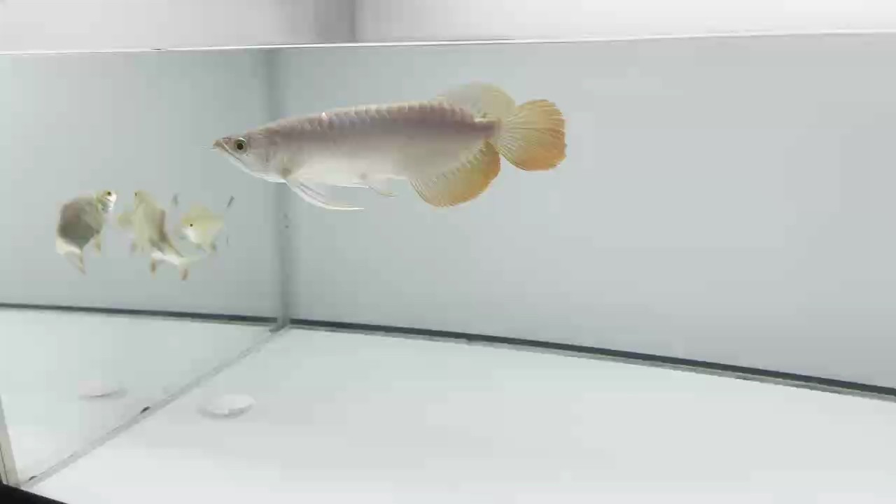 新魚入缸，從頭開始