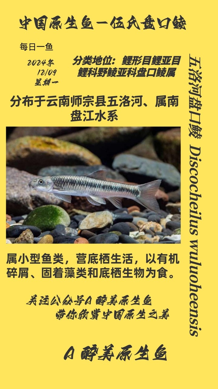 五洛河盤口鯪