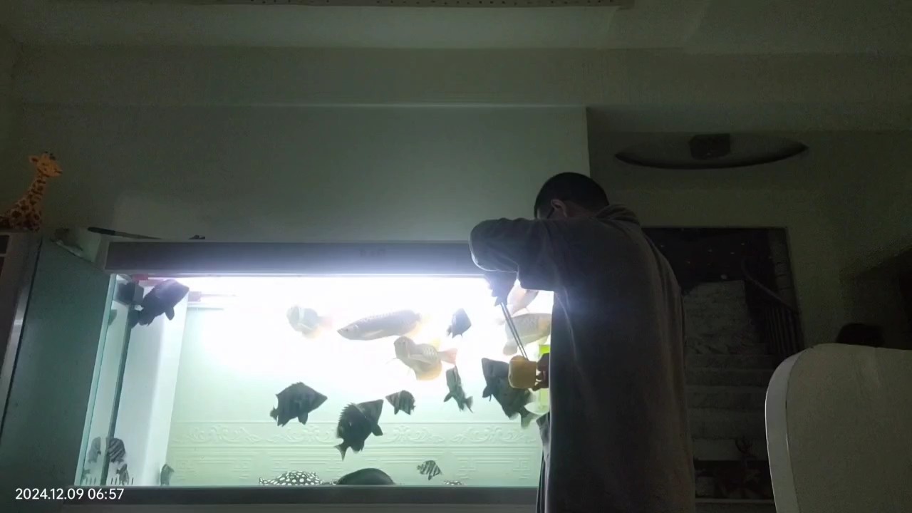 虎魚長個了，日常喂食