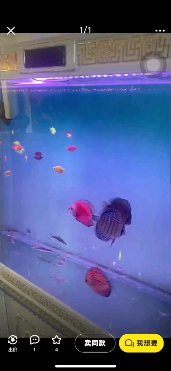 這個魚咋樣