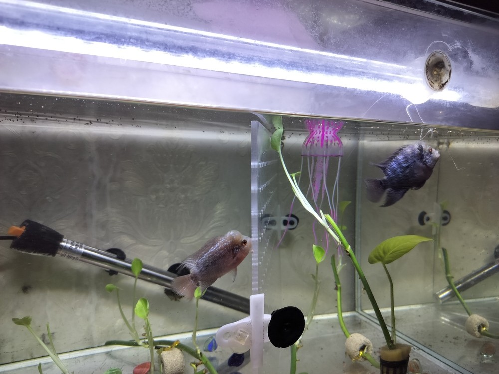 看看水長勢好