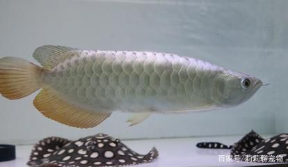 秦皇島紅龍魚價格2688貴嗎？