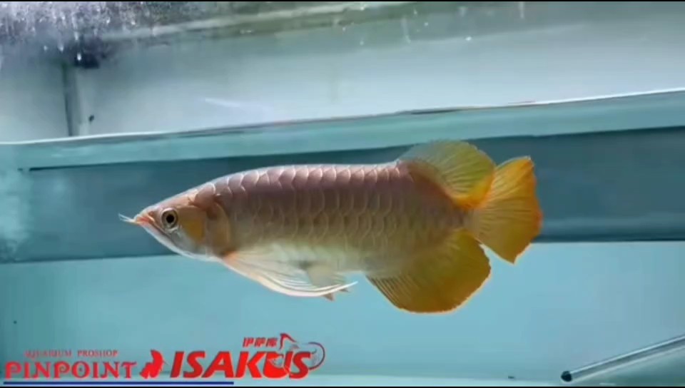 新茶露個面，高價貨