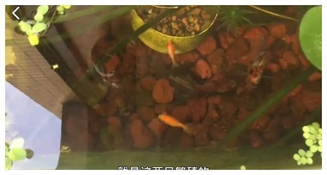 80魚缸（80魚缸能裝多少升水）