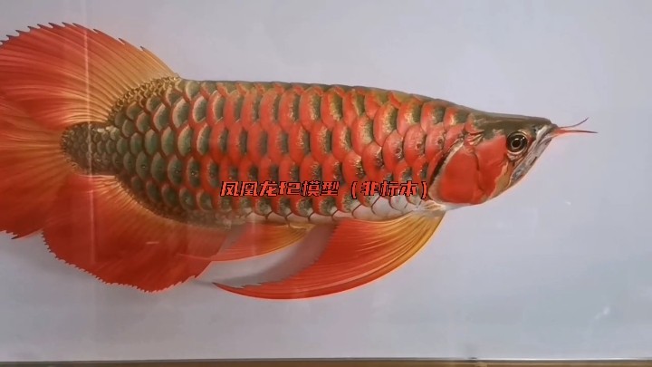 鳳凰龍f2模型（非標本）