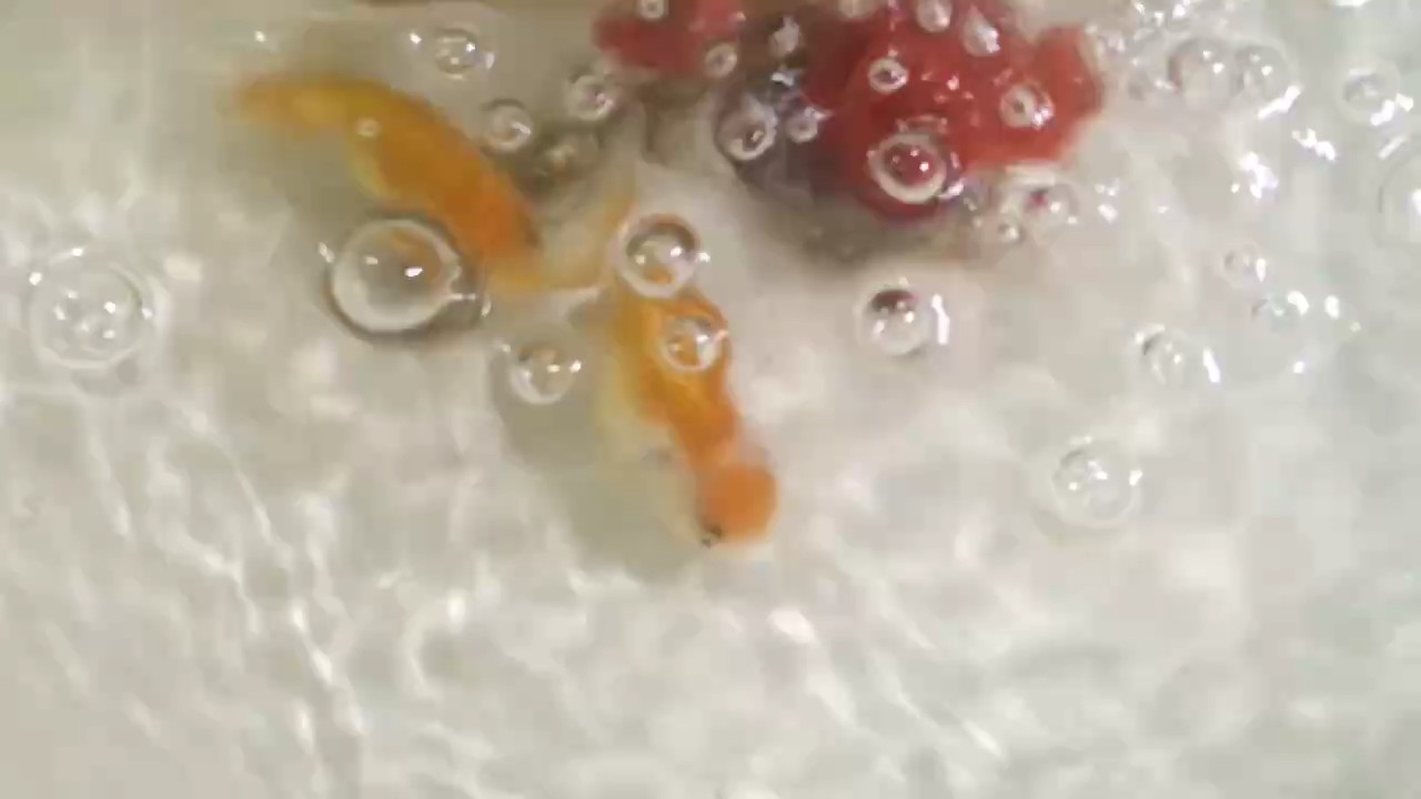還是盆里好看