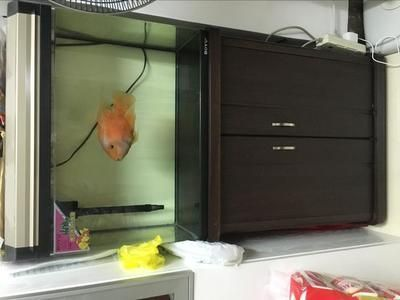 魚缸黑色背景圖大全（魚缸黑色背景圖大全高清）