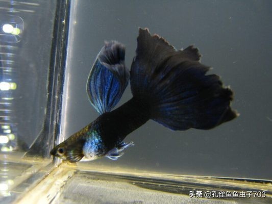 長沙買魚缸造景哪里好看（長沙買魚缸造景哪里好看點(diǎn)）