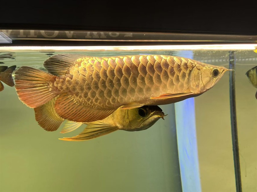 九江水族館虎魚的種類轉載