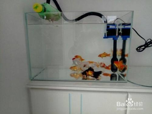 水鴨魚缸聲音大警惕四種病