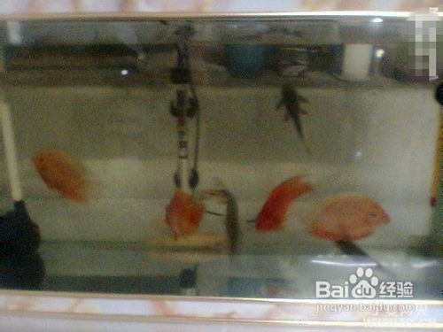 水鴨魚缸聲音大警惕四種病