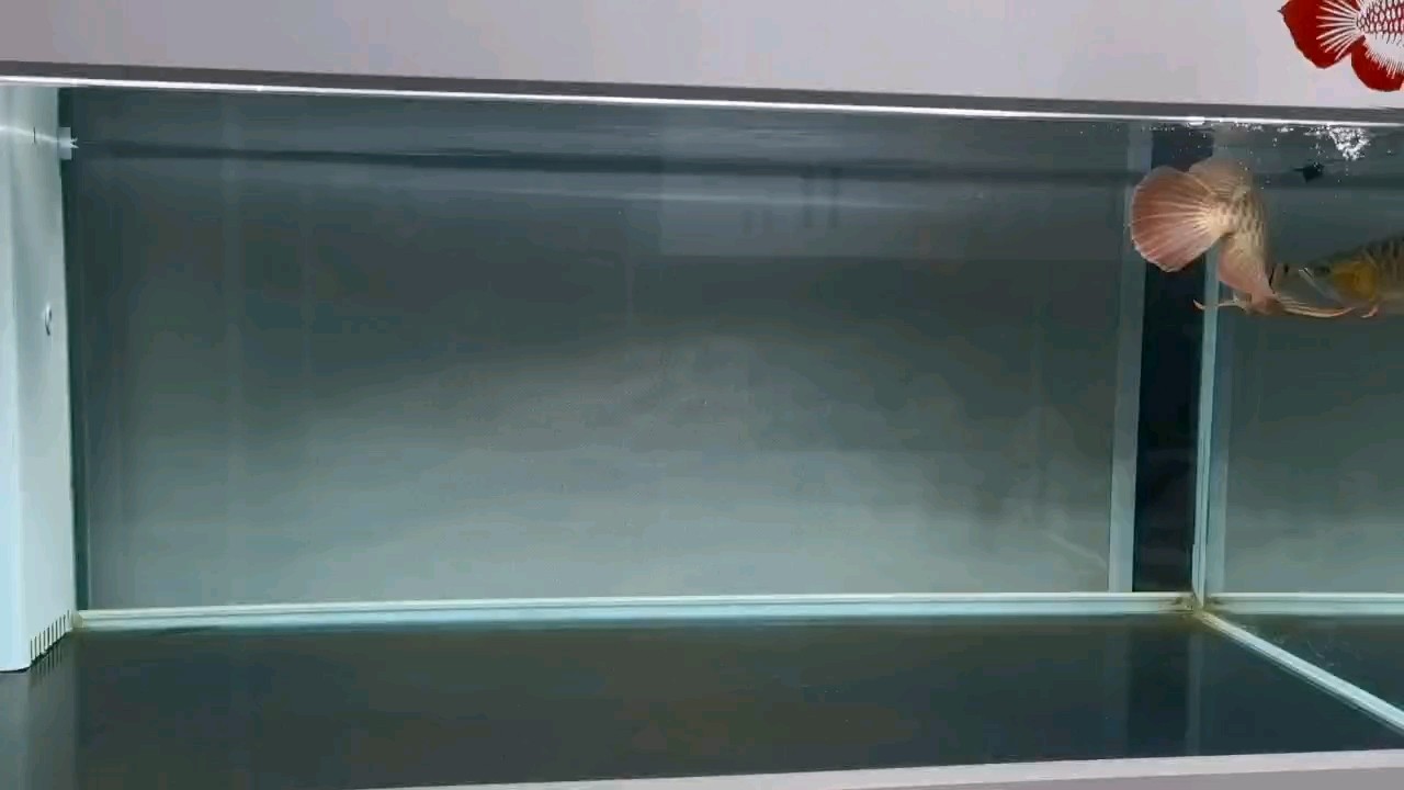 獵殺時刻—喂食