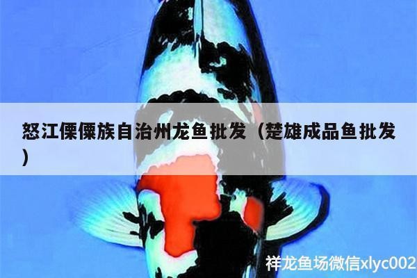 楚雄彝族自治州紅龍魚價格2688貴嗎？
