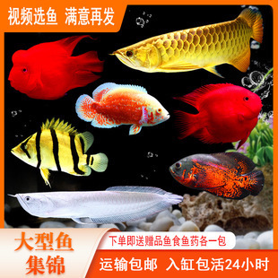日照紅龍魚價格2688貴嗎？