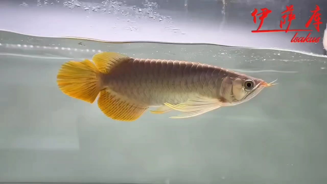 新茶，大扇尾