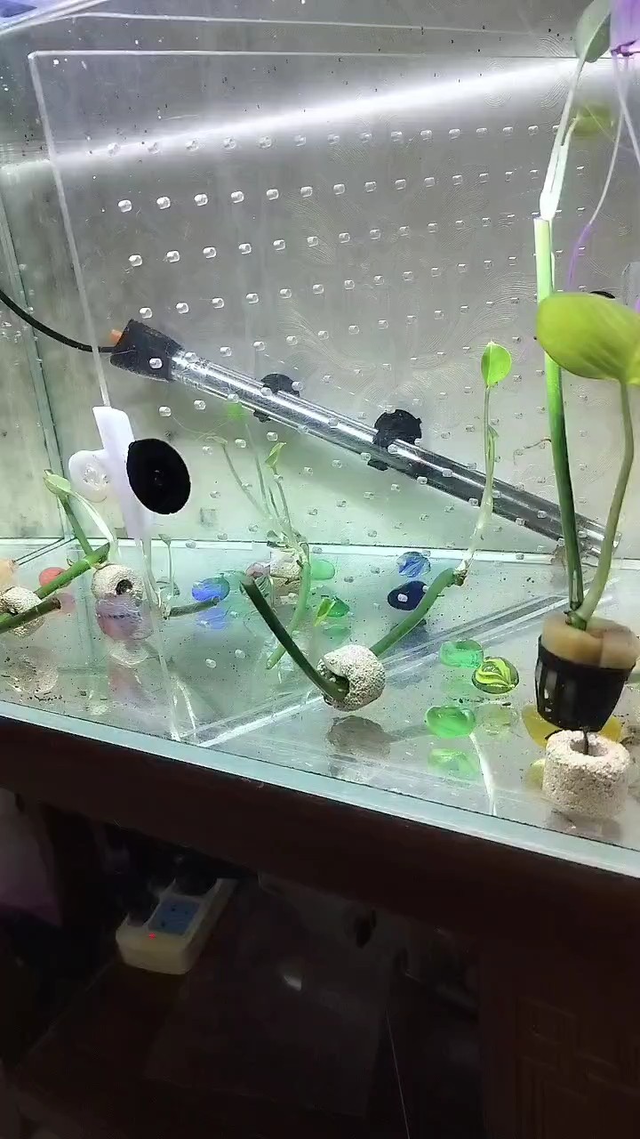 兄弟倆終于在一起了