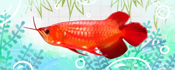 重慶魚缸適合養什么魚品種好看圖片（重慶魚缸適合養什么魚品種好看圖片大全）
