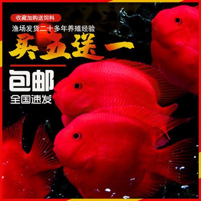 撫順紅龍魚價格2688貴嗎？