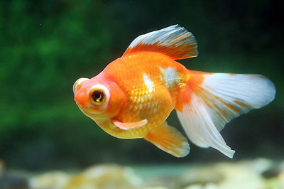 南京定做魚缸廠家有哪些電話號碼（南京定做魚缸廠家有哪些電話號碼呢）