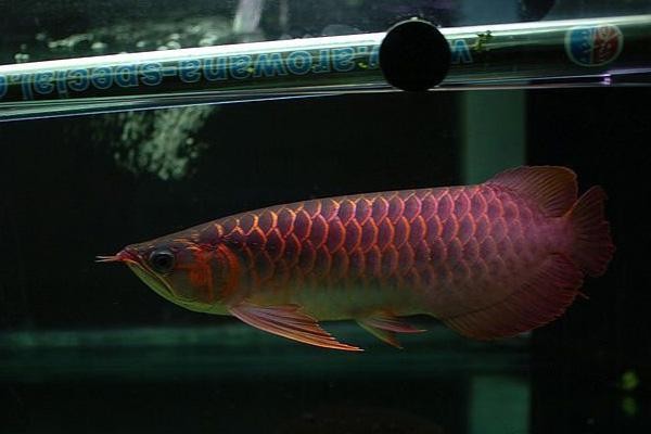 日本龍魚發(fā)色燈 日本龍魚發(fā)色燈 龍魚百科 第4張
