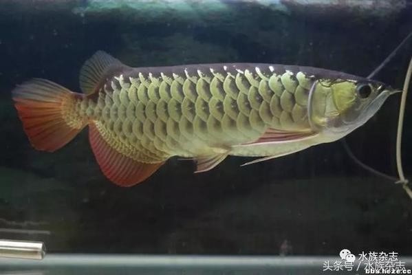 龍魚種類介紹