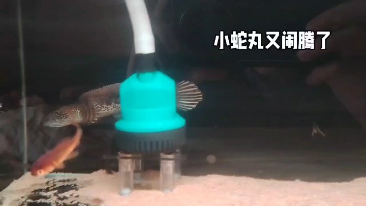 細(xì)狗型身材的小蛇丸，愛了愛了[ciya]