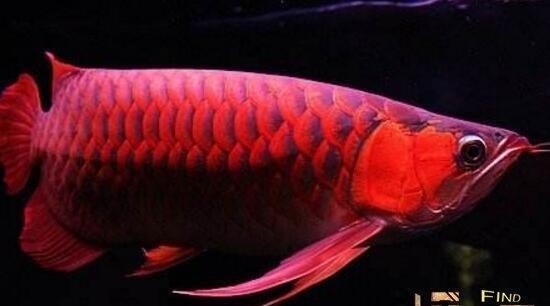 阿里紅龍魚價(jià)格2688貴嗎？