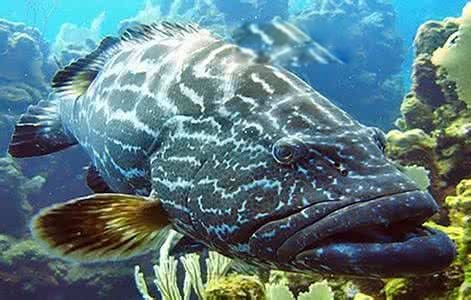 龍躉魚