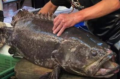 龍躉魚