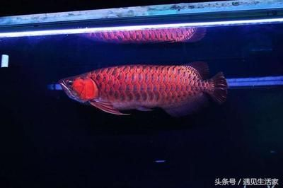 二手青石魚缸(二手青石魚缸價格)